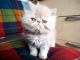 Persian Cats for sale in Huntsville, AL, USA. price: $200