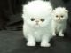 Persian Cats for sale in Denver, CO, USA. price: NA
