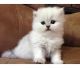 Persian Cats for sale in Long Beach, CA, USA. price: NA