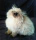 Persian Cats for sale in Portland, OR, USA. price: $325