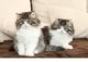 Persian Cats for sale in Dayton, OH, USA. price: $500