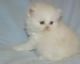 Persian Cats for sale in Waco, TX, USA. price: NA