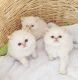 Persian Cats for sale in New Haven, CT, USA. price: NA