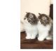 Persian Cats for sale in Milwaukee, WI, USA. price: NA