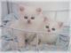 Persian Cats for sale in Berkeley, CA, USA. price: NA
