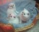 Persian Cats for sale in Newark, NJ, USA. price: NA