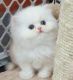 Persian Cats for sale in Laramie, WY, USA. price: NA