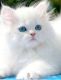Persian Cats for sale in Arlington, VA, USA. price: NA