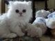 Persian Cats for sale in Belfast, Belfast, Belfast, UK. price: 350 GBP