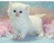 Persian Cats for sale in Columbia, MO, USA. price: NA