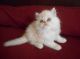 Persian Cats for sale in Savannah, GA, USA. price: NA