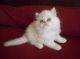 Persian Cats for sale in Baton Rouge, LA, USA. price: NA