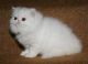 Persian Cats for sale in Columbia, MO, USA. price: NA