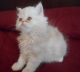 Persian Cats for sale in Augusta, ME 04330, USA. price: NA