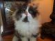 Persian Cats for sale in Jersey City, NJ, USA. price: NA