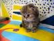 Persian Cats for sale in Georgetown, GA, USA. price: NA