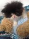 Persian Cats for sale in Pittsford, NY 14534, USA. price: NA