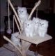Persian Cats for sale in Arlington, TX, USA. price: $350