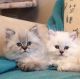 Persian Cats for sale in Huntsville, AL, USA. price: $180