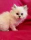 Persian Cats for sale in Huntsville, AL, USA. price: NA