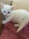 Persian Cats for sale in Kimball, NE 69145, USA. price: $500