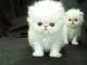 Persian Cats for sale in Deltona, FL, USA. price: NA