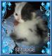 Persian Cats for sale in Riverside, CA, USA. price: NA