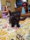 Persian Cats for sale in Dayton, OH, USA. price: NA