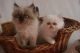 Persian Cats for sale in Belize City, Belize. price: 400 BZD