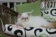 Persian Cats for sale in Springfield, IL, USA. price: NA