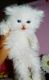 Persian Cats for sale in Salem, OR, USA. price: NA
