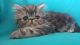 Persian Cats for sale in Ontario, CA, USA. price: $800