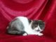 Persian Cats for sale in Lancaster, CA, USA. price: $1,500