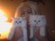 Persian Cats for sale in Savonlinna, Finland. price: 210 EUR