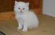 Persian Cats for sale in Altheimer, AR 72004, USA. price: NA