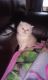Persian Cats for sale in Worcester, MA, USA. price: $650