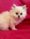 Persian Cats for sale in Spokane, WA, USA. price: NA