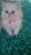 Persian Cats for sale in Akeley, MN 56433, USA. price: NA