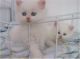 Persian Cats for sale in Cedar Rapids, IA, USA. price: $150