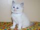 Persian Cats for sale in Cedar Rapids, IA, USA. price: $100
