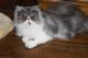 Persian Cats for sale in Anderson, SC, USA. price: $450
