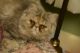 Persian Cats for sale in Anderson, SC, USA. price: $500