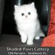 Persian Cats for sale in Kissimmee, FL 34747, USA. price: NA