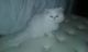 Persian Cats for sale in Milan, TN 38358, USA. price: NA