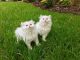 Persian Cats for sale in Glen Allen, VA, USA. price: NA