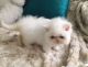 Persian Cats for sale in Middletown, CT 06457, USA. price: NA
