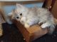 Persian Cats for sale in Council Bluffs, IA, USA. price: $400