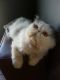 Persian Cats for sale in Las Vegas, NV, USA. price: $450