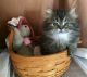 Persian Cats for sale in Pickerington, OH, USA. price: NA