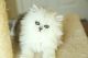 Persian Cats for sale in Sun City, AZ, USA. price: NA